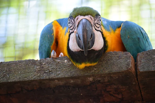 Aras Bleu Jaune Ara Ararauna Dans Une Volière Oiseaux Parc — Photo