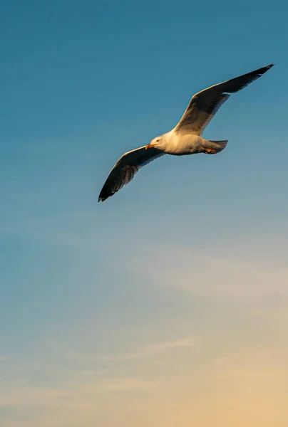 空を飛ぶ鳥の垂直ショット — ストック写真