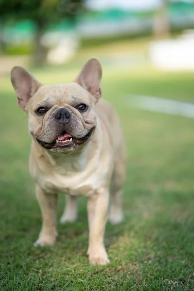 Uroczy Francuski Buldog Parku — Zdjęcie stockowe