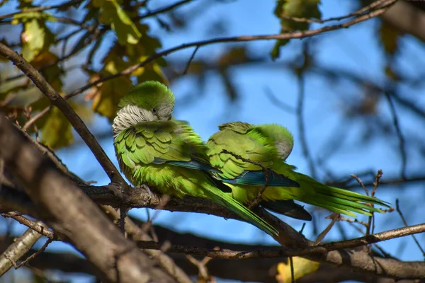 Cute Monk Parakeet Myiopsitta Monachus Quaker Parrot Cleaning Feathers Tree — Stock Photo, Image