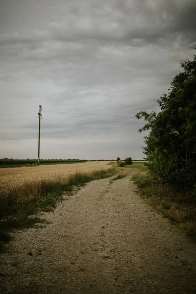 Farmářská Stezka Vedle Pšeničného Pole Pod Zataženou Oblohou — Stock fotografie