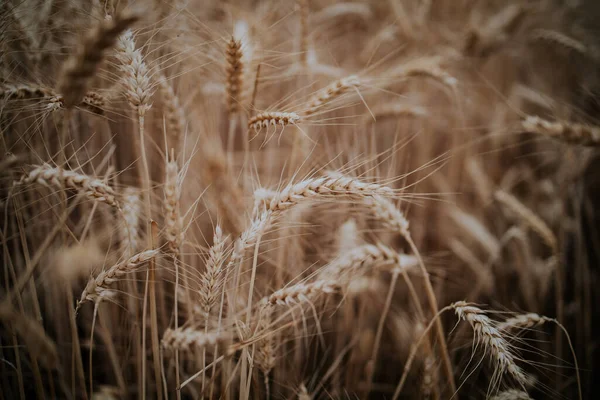 Tiro Foco Seletivo Grãos Trigo Amadurecem Campo Trigo — Fotografia de Stock