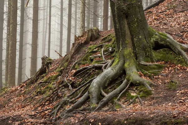 Old Beech Tree Clings Slope Its Thick Roots Background Conifers — Stock Photo, Image