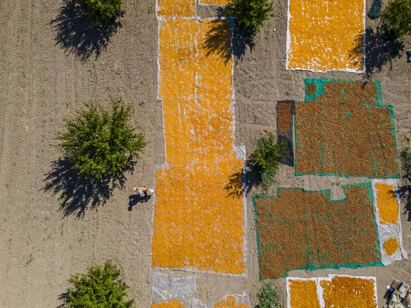 Una Vista Dall Alto Della Raccolta Delle Albicocche Dell Essiccazione — Foto Stock