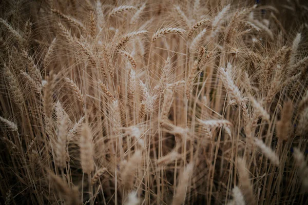 晴れた日に成長する背の高い細い小麦の植物の閉鎖 — ストック写真