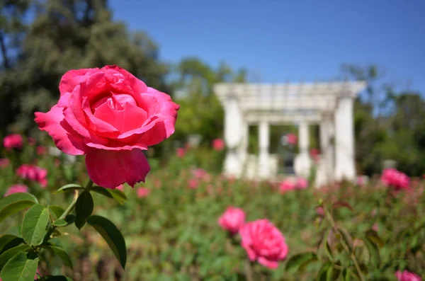 Růžová Růže Buenos Aires Růžová Zahrada Rosedal Bílým Pavilonem Argentina — Stock fotografie