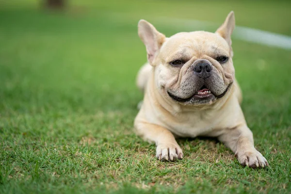 Egy Imádnivaló Francia Bulldog Fekszik Zöld Füvön Egy Parkban — Stock Fotó