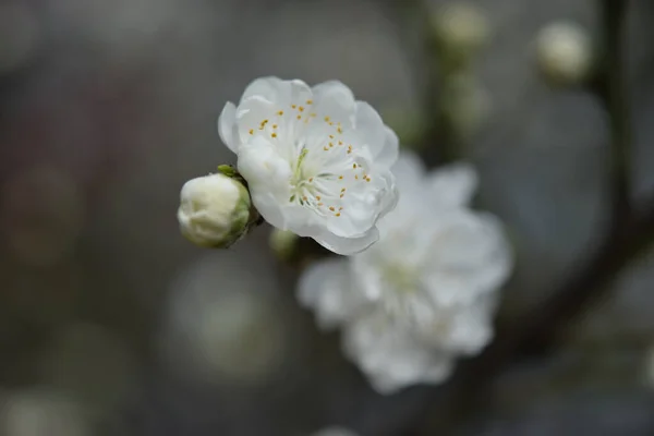 Macro Fleur Cerisier Blanc Prunus Serrulata — Photo