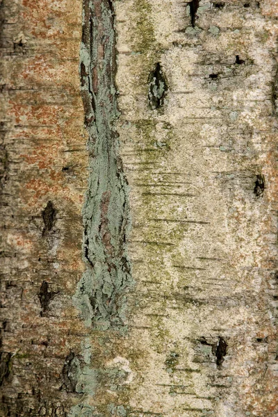 Abstract Graphic Elements Birch Bark Silver Green Brown — Stock Photo, Image