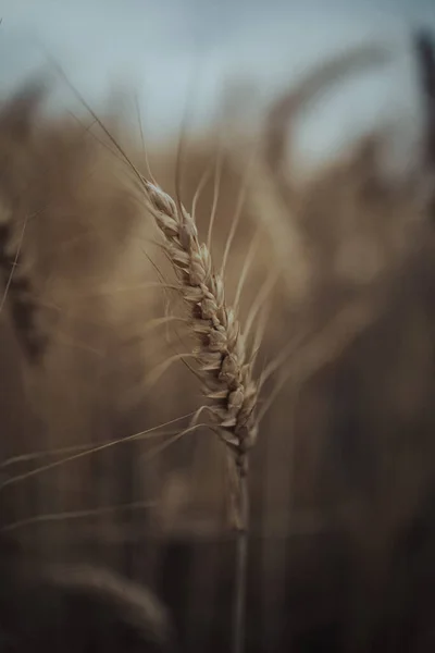 一种生长在模糊的麦田中央的单株小麦植物的垂直芽 — 图库照片