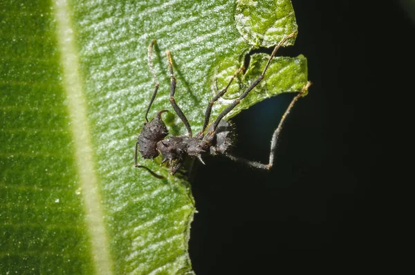 Closeup Shot Acromyrmex Crassispinus Ant Perched Leaf — Stock Photo, Image