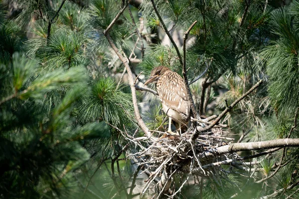 Una Majestuosa Garza Nocturna Descansando Nido Pino Bosque —  Fotos de Stock