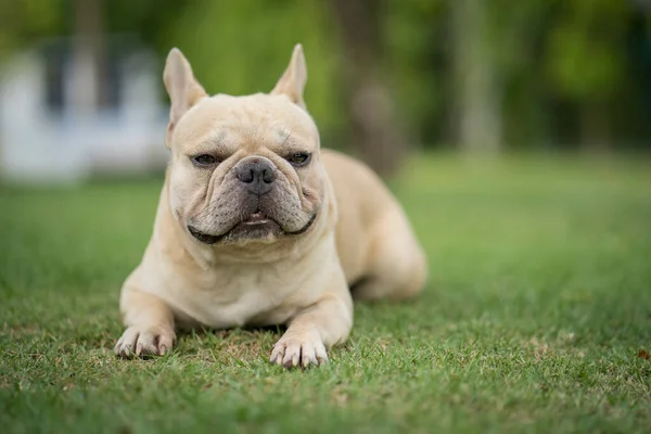 Egy Imádnivaló Francia Bulldog Fekszik Zöld Füvön Egy Parkban — Stock Fotó