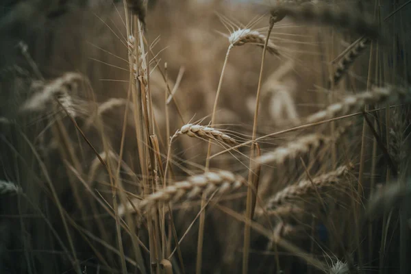 在一片美丽的 背景模糊的茂密的田野里 生长着一株细小而细长的小麦 — 图库照片