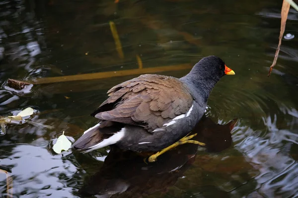 Moorhen Comum Lagoa — Fotografia de Stock