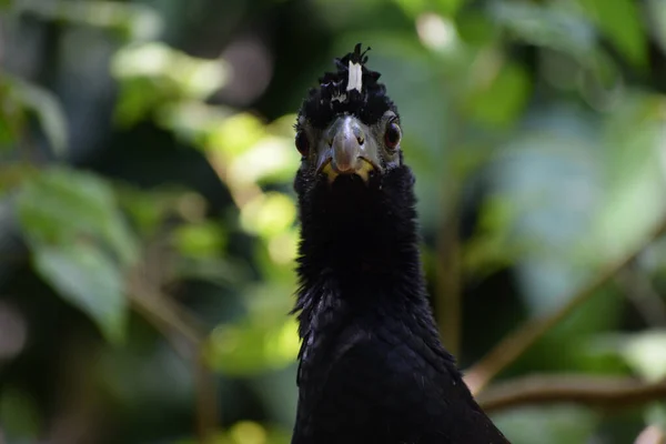Curassow Rosto Crax Fasciolata Aviário Aves Parque Aves Foz Iguaçu — Fotografia de Stock
