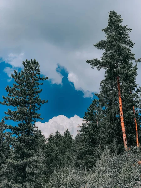 Eine Vertikale Aufnahme Wachsender Vegetation — Stockfoto