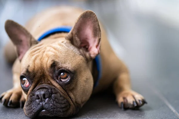 Adorable Bulldog Francés Tirado Suelo Casa — Foto de Stock