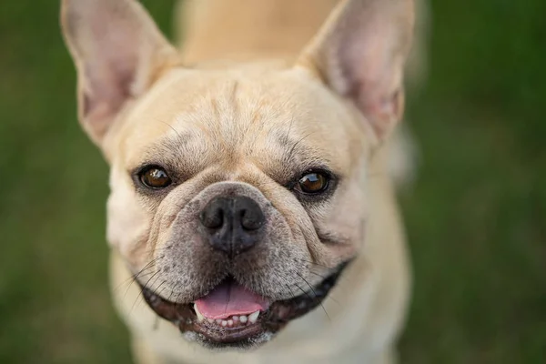 Egy Imádnivaló Francia Bulldog Parkban — Stock Fotó