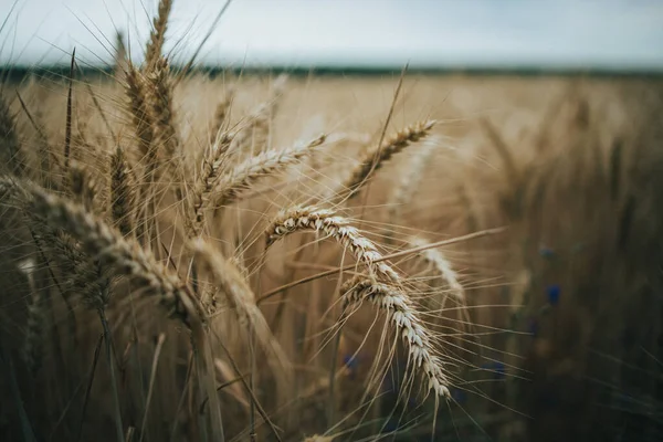 Een Close Van Rijp Wat Planten Een Groot Weelderig Gewas — Stockfoto