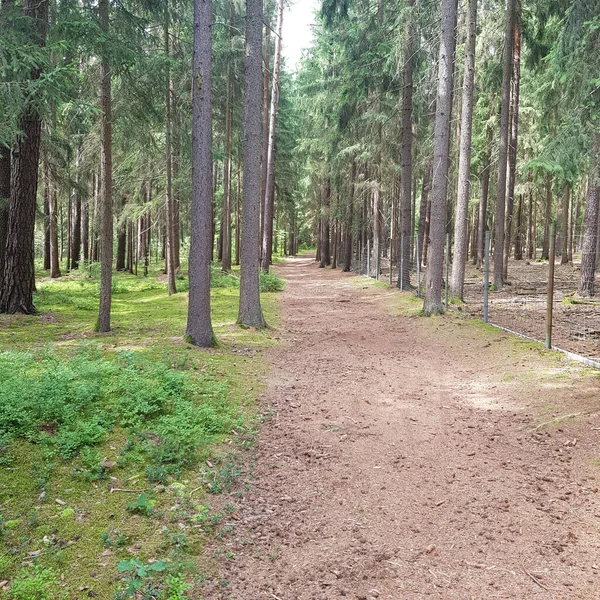 Bella Passeggiata Nella Foresta Con Alberi Estate — Foto Stock