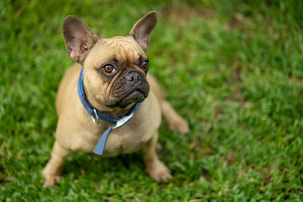 Eine Entzückende Französische Bulldogge Einem Park — Stockfoto