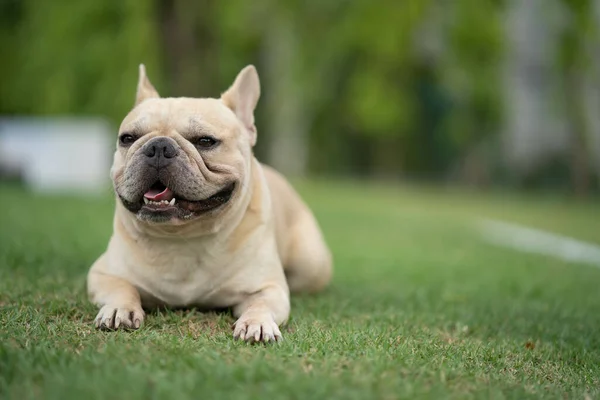 Egy Imádnivaló Francia Bulldog Fekszik Zöld Füvön Egy Parkban — Stock Fotó