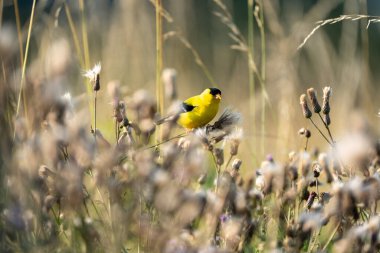 An adorable yellow American goldfinch perched on a flower in the field clipart