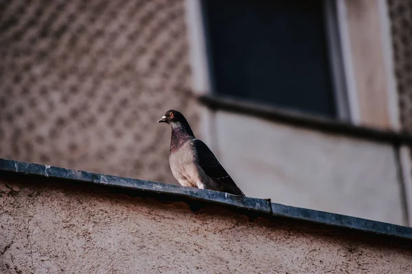 Nahaufnahme Einer Taube Die Auf Dem Dach Ruht — Stockfoto