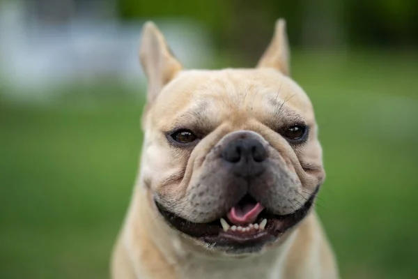 Adorável Bulldog Francês Parque — Fotografia de Stock