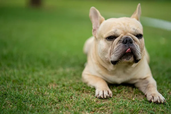 Egy Imádnivaló Francia Bulldog Fekszik Zöld Füvön Egy Parkban — Stock Fotó