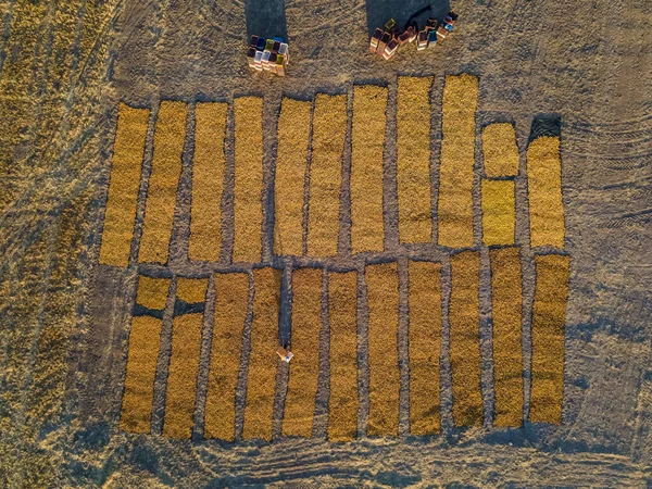 Top View Apricot Harvest Drying Malatya City Turkey — Stock Photo, Image