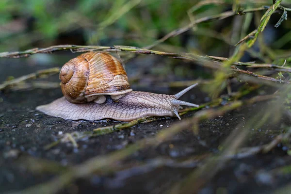 Bílý Šnek Hnědou Skořápkou Zemi Fotka Byla Pořízena Lese Jméno — Stock fotografie