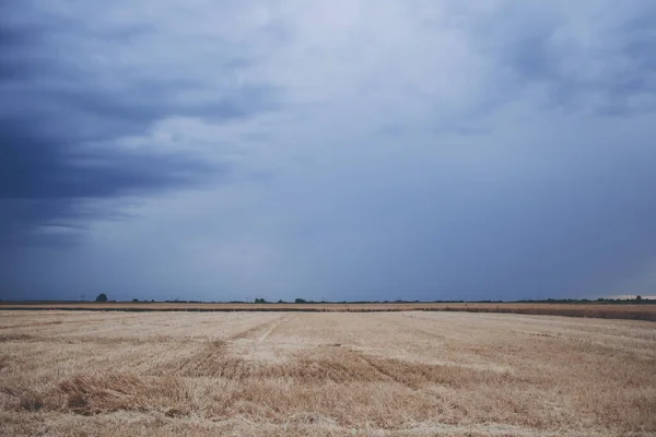 农田里收获的麦粒留下的稻草的特写镜头 — 图库照片