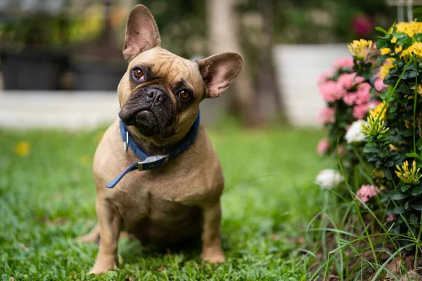 Adorable Bulldog Francés Parque —  Fotos de Stock