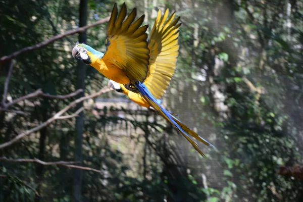 Δύο Ιπτάμενα Μπλε Και Κίτρινα Μακάο Ara Ararauna Ένα Πτηνοτροφείο — Φωτογραφία Αρχείου