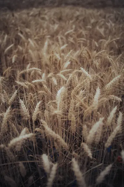 Вертикальний Знімок Великого Товстого Пшеничного Поля Яскравий Весняний День Розмитим — стокове фото