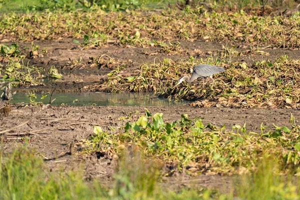 Ein Kleiner Grauer Vogel Auf Dem Feuchten Boden Wald Nach — Stockfoto