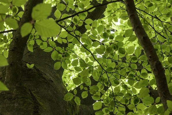 Solen Skiner Genom Gröna Saftiga Bladen Från Ett Bokträd Skogen — Stockfoto