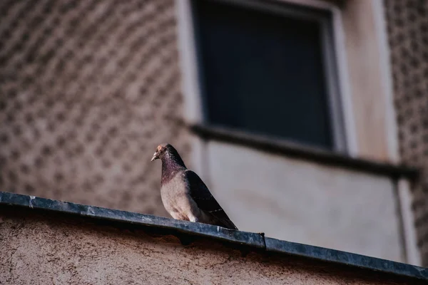 Low Angle Shot Pigeon Perched Roof — Stock Photo, Image