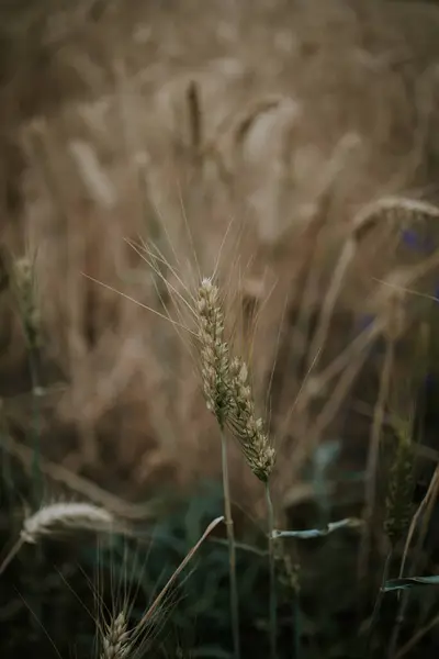 小麦田成熟小麦籽粒的选择性集中拍摄 — 图库照片