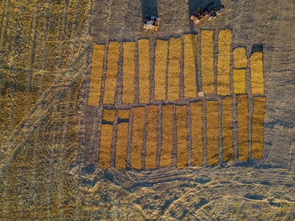 Een Top Uitzicht Van Abrikozenoogst Drogen Malatya Stad Turkije — Stockfoto