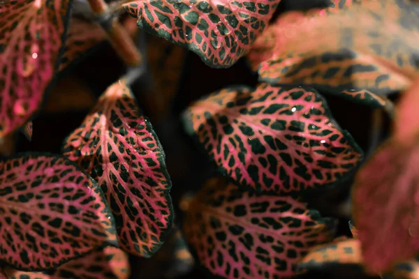 Een Close Shot Van Bloeiende Fittonia Huisplant — Stockfoto