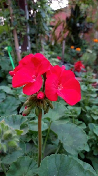 Een Mooie Opname Van Een Lichtende Bloem Een Tuin — Stockfoto