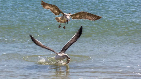 Tiro Gaviotas Sobre Mar Azul —  Fotos de Stock