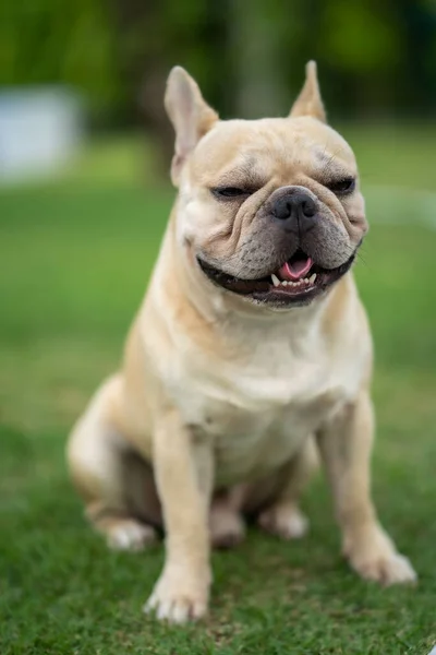 Egy Imádnivaló Álmos Francia Bulldog Parkban — Stock Fotó