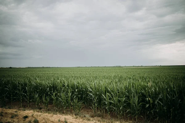 曇り空を背景に農場内のトウモロコシ工場の閉鎖 — ストック写真
