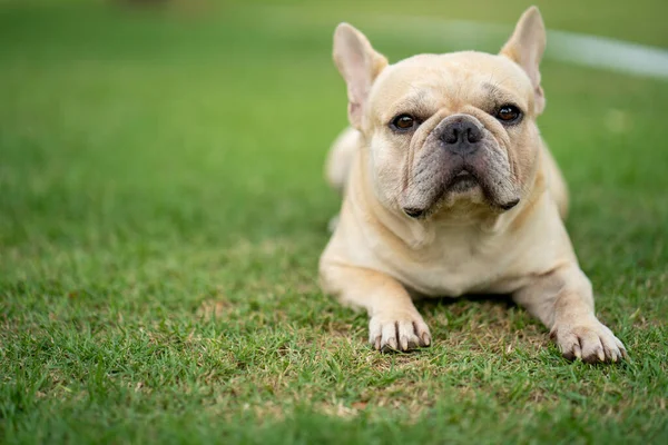 Bedårande Fransk Bulldogg Liggande Grönt Gräs Park — Stockfoto