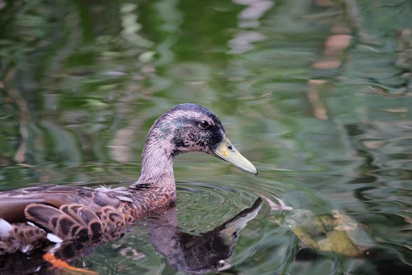 Anatra Hawaiana Koloa Nel Lago — Foto Stock