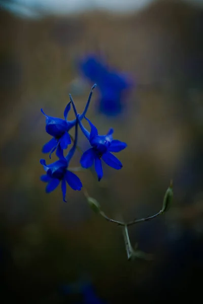 Μια Επιλεκτική Λήψη Των Λουλουδιών Larkspur Ένα Θολό Φόντο Φυτείας — Φωτογραφία Αρχείου
